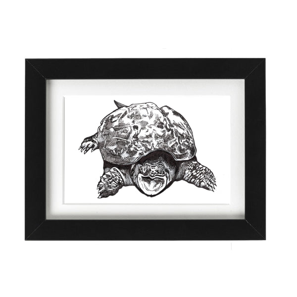 Snapping Turtle Art Print