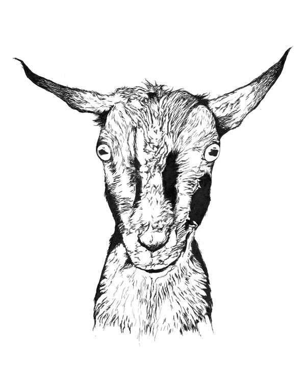 Nigerian Dwarf Goat Art Print