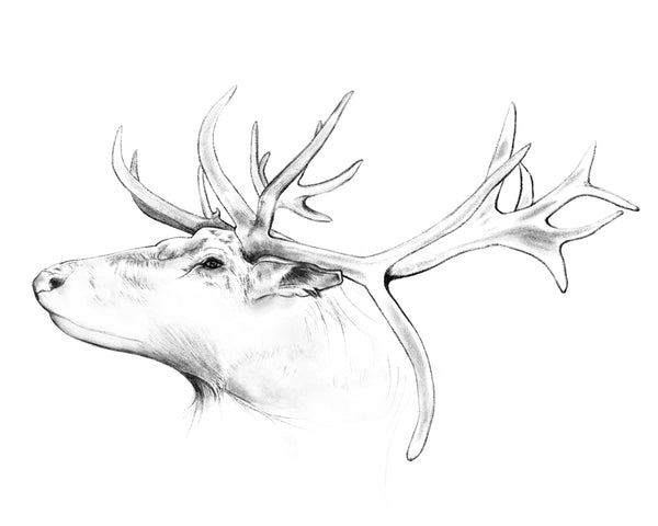 Antlers Art Print