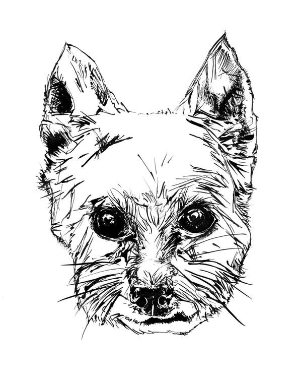 Yorkshire Terrier Art Print